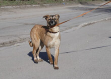 KISI, Hund, Mischlingshund in Bulgarien - Bild 7