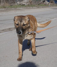 KISI, Hund, Mischlingshund in Bulgarien - Bild 8
