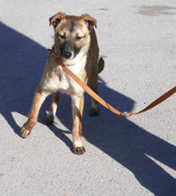 KISI, Hund, Mischlingshund in Bulgarien - Bild 9