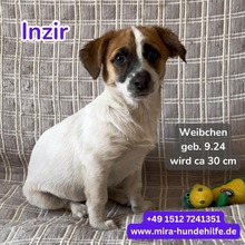 MONA, Hund, Jack Russell Terrier in Bad Salzdetfurth
