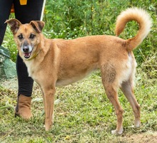 SUNNY, Hund, Mischlingshund in Portugal - Bild 2