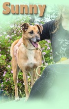 SUNNY, Hund, Mischlingshund in Portugal - Bild 4