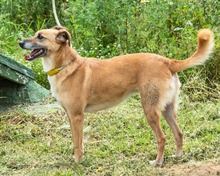 SUNNY, Hund, Mischlingshund in Portugal - Bild 5