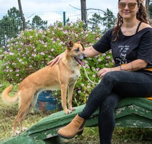 SUNNY, Hund, Mischlingshund in Portugal - Bild 7