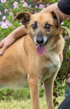 SUNNY, Hund, Mischlingshund in Portugal - Bild 8