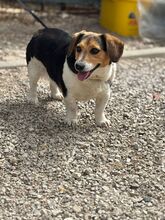 LESLIE, Hund, Dackel-Beagle-Mix in Slowakische Republik - Bild 1