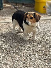 LESLIE, Hund, Dackel-Beagle-Mix in Slowakische Republik - Bild 2