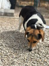 LESLIE, Hund, Dackel-Beagle-Mix in Slowakische Republik - Bild 3