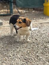 LESLIE, Hund, Dackel-Beagle-Mix in Slowakische Republik - Bild 4