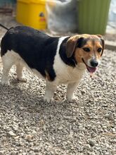 LESLIE, Hund, Dackel-Beagle-Mix in Slowakische Republik - Bild 5