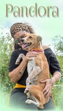 PANDORA, Hund, Mischlingshund in Portugal - Bild 1