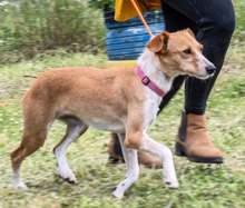 PANDORA, Hund, Mischlingshund in Portugal - Bild 2