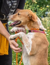 PANDORA, Hund, Mischlingshund in Portugal - Bild 4