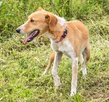 PANDORA, Hund, Mischlingshund in Portugal - Bild 6