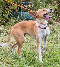 PANDORA, Hund, Mischlingshund in Portugal - Bild 7