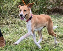 PANDORA, Hund, Mischlingshund in Portugal - Bild 8