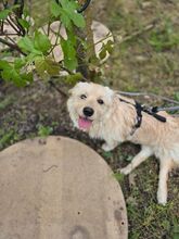 LISSY, Hund, Mischlingshund in Rumänien - Bild 10