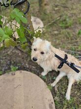 LISSY, Hund, Mischlingshund in Rumänien - Bild 11