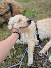 LISSY, Hund, Mischlingshund in Rumänien - Bild 12