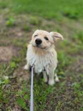 LISSY, Hund, Mischlingshund in Rumänien - Bild 2