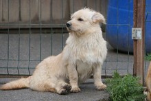 LISSY, Hund, Mischlingshund in Rumänien - Bild 3