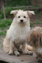 LISSY, Hund, Mischlingshund in Rumänien - Bild 4