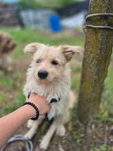 LISSY, Hund, Mischlingshund in Rumänien - Bild 6
