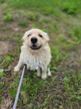 LISSY, Hund, Mischlingshund in Rumänien - Bild 7