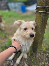 LISSY, Hund, Mischlingshund in Rumänien - Bild 8