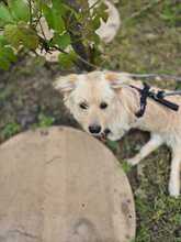 LISSY, Hund, Mischlingshund in Rumänien - Bild 9