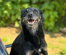 BRENDA, Hund, Mischlingshund in Aerzen - Bild 1