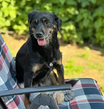 BRENDA, Hund, Mischlingshund in Aerzen - Bild 2