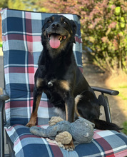 BRENDA, Hund, Mischlingshund in Aerzen - Bild 3