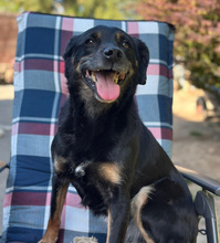 BRENDA, Hund, Mischlingshund in Aerzen - Bild 4