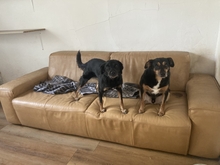 BRENDA, Hund, Mischlingshund in Aerzen - Bild 5
