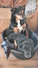 BRENDA, Hund, Mischlingshund in Aerzen - Bild 6