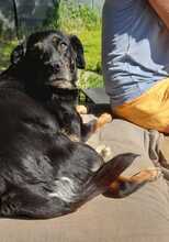 BRENDA, Hund, Mischlingshund in Aerzen - Bild 7