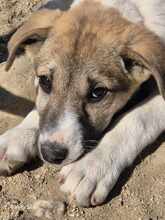 CONTESSA, Hund, Mischlingshund in Griechenland - Bild 2