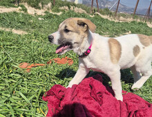 CONTESSA, Hund, Mischlingshund in Griechenland - Bild 5