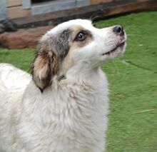 SISSY, Hund, Mischlingshund in Rumänien - Bild 1