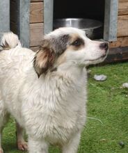 SISSY, Hund, Mischlingshund in Rumänien - Bild 10