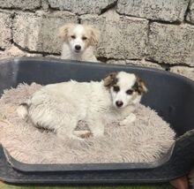SISSY, Hund, Mischlingshund in Rumänien - Bild 11