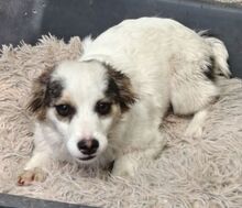 SISSY, Hund, Mischlingshund in Rumänien - Bild 12