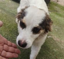 SISSY, Hund, Mischlingshund in Rumänien - Bild 13