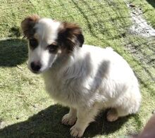 SISSY, Hund, Mischlingshund in Rumänien - Bild 4