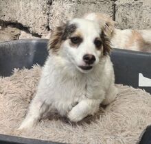 SISSY, Hund, Mischlingshund in Rumänien - Bild 7