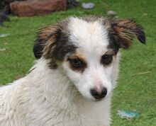 SISSY, Hund, Mischlingshund in Rumänien - Bild 8