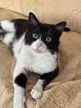 THOMAS, Katze, Hauskatze in Rumänien - Bild 1