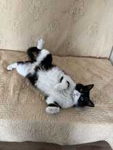 THOMAS, Katze, Hauskatze in Rumänien - Bild 2