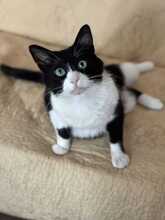 THOMAS, Katze, Hauskatze in Rumänien - Bild 3